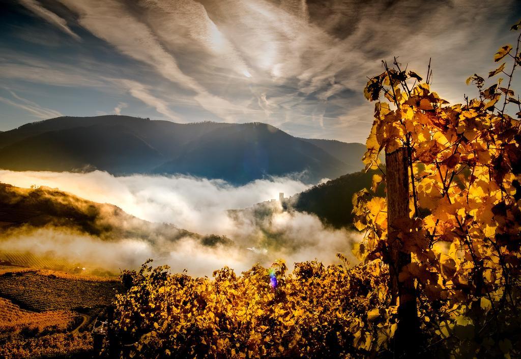 Weingut Donabaum "In Der Spitz" Διαμέρισμα Spitz an der Donau Εξωτερικό φωτογραφία