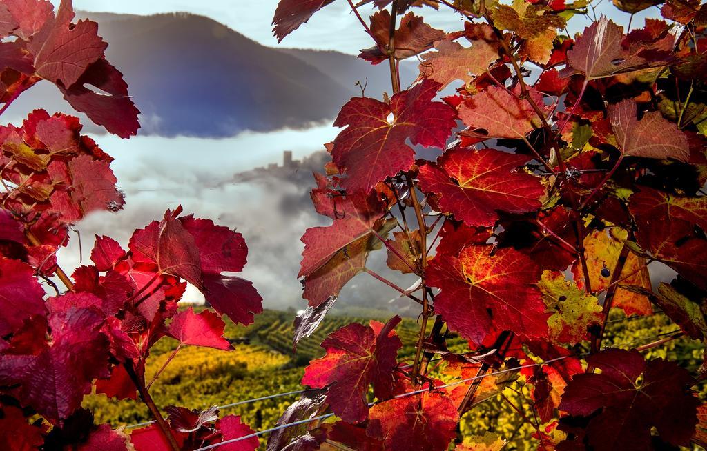 Weingut Donabaum "In Der Spitz" Διαμέρισμα Spitz an der Donau Εξωτερικό φωτογραφία